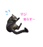 ねこ好き注意スタンプ2（個別スタンプ：7）