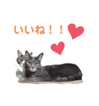 ねこ好き注意スタンプ2（個別スタンプ：8）