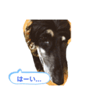 ほのぼのアルル(アフガン)（個別スタンプ：3）