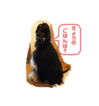 ほのぼのアルル(アフガン)（個別スタンプ：8）