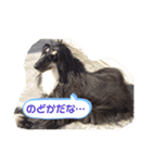 ほのぼのアルル(アフガン)（個別スタンプ：11）