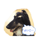 ほのぼのアルル(アフガン)（個別スタンプ：13）