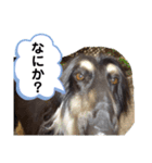 ほのぼのアルル(アフガン)（個別スタンプ：15）