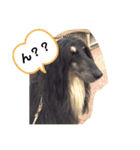ほのぼのアルル(アフガン)（個別スタンプ：16）