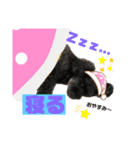 黒トイプーのマロンちゃん（個別スタンプ：3）