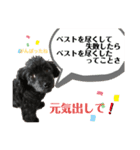 黒トイプーのマロンちゃん（個別スタンプ：8）