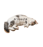 かゆちのFPSすたんぷ②（個別スタンプ：3）