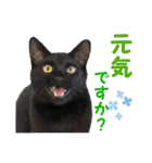 アボです！（個別スタンプ：2）