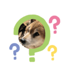 ぽんすけの日々（個別スタンプ：3）