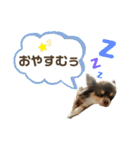 おやじむぅさんとときどきおまめ。（個別スタンプ：5）