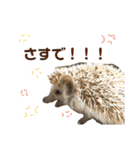 おやじむぅさんとときどきおまめ。（個別スタンプ：12）