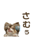 おやじむぅさんとときどきおまめ。（個別スタンプ：13）