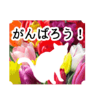 暮らしに花を♪花と猫（個別スタンプ：12）