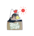 うちのこまち【猫・実写】（個別スタンプ：1）