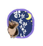 うちのこまち【猫・実写】（個別スタンプ：2）