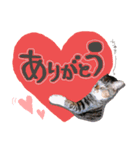 うちのこまち【猫・実写】（個別スタンプ：3）