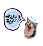 うちのこまち【猫・実写】（個別スタンプ：4）