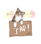 うちのこまち【猫・実写】（個別スタンプ：5）