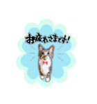 うちのこまち【猫・実写】（個別スタンプ：6）