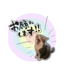 うちのこまち【猫・実写】（個別スタンプ：7）