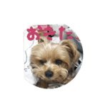 まめのきもちスタンプ！（個別スタンプ：1）