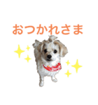 ちゃまちゃまスタンプ パート2（個別スタンプ：1）