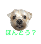ちゃまちゃまスタンプ パート2（個別スタンプ：3）