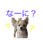 ちゃまちゃまスタンプ パート2（個別スタンプ：6）