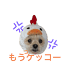 ちゃまちゃまスタンプ パート2（個別スタンプ：10）