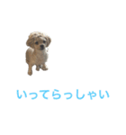 ちゃまちゃまスタンプ パート2（個別スタンプ：14）