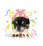 うちのアンナです2❣️（個別スタンプ：1）
