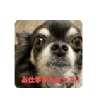 うちのアンナ3です❣️（個別スタンプ：1）