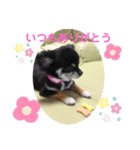 うちのアンナ3です❣️（個別スタンプ：3）