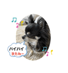 うちのアンナ3です❣️（個別スタンプ：6）