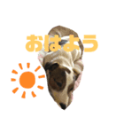 わんちゃん！！可愛い（個別スタンプ：7）