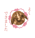 幸兎くんのスタンプ（個別スタンプ：4）