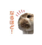 幸兎くんのスタンプ（個別スタンプ：6）