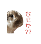 幸兎くんのスタンプ（個別スタンプ：9）