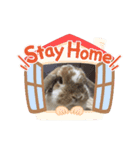 幸兎くんのスタンプ（個別スタンプ：12）
