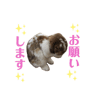 幸兎くんのスタンプ（個別スタンプ：16）