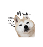 愛しのワンスタンプ 柴犬（個別スタンプ：1）