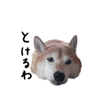 愛しのワンスタンプ 柴犬（個別スタンプ：2）