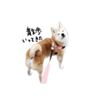 愛しのワンスタンプ 柴犬（個別スタンプ：3）