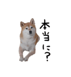 愛しのワンスタンプ 柴犬（個別スタンプ：4）