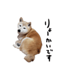 愛しのワンスタンプ 柴犬（個別スタンプ：5）