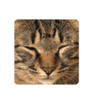 ねこ〜くろ・しろ〜（個別スタンプ：1）