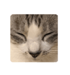 ねこ〜くろ・しろ〜（個別スタンプ：2）