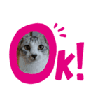 ねこ〜くろ・しろ〜（個別スタンプ：3）