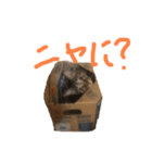 ねこ〜くろ・しろ〜（個別スタンプ：5）