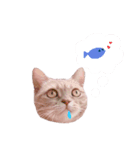 みもら（個別スタンプ：4）
